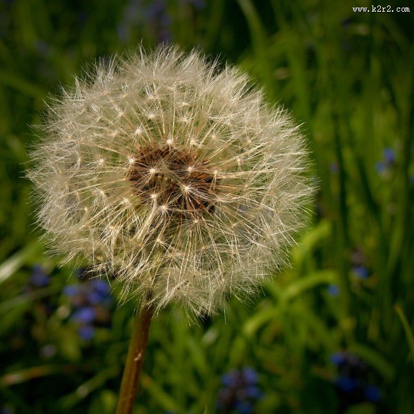 唯美的蒲公英图片大全