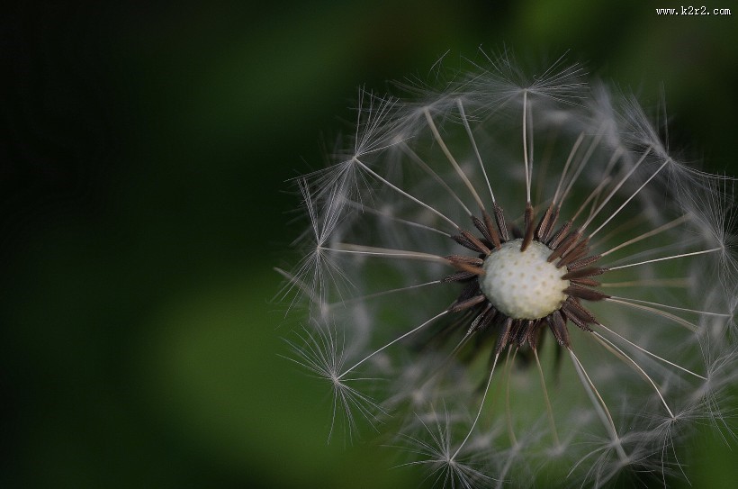 唯美的蒲公英图片大全