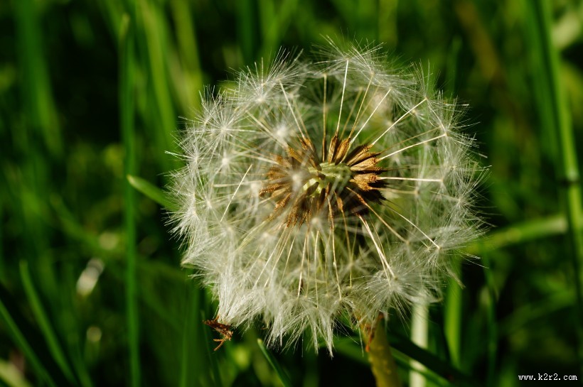 唯美的蒲公英图片大全