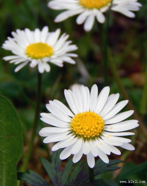 美丽的雏菊图片