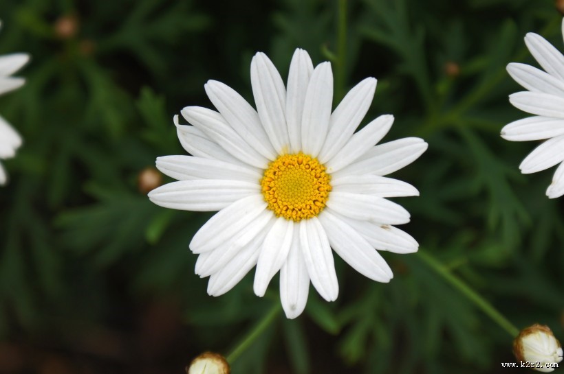 美丽的雏菊图片