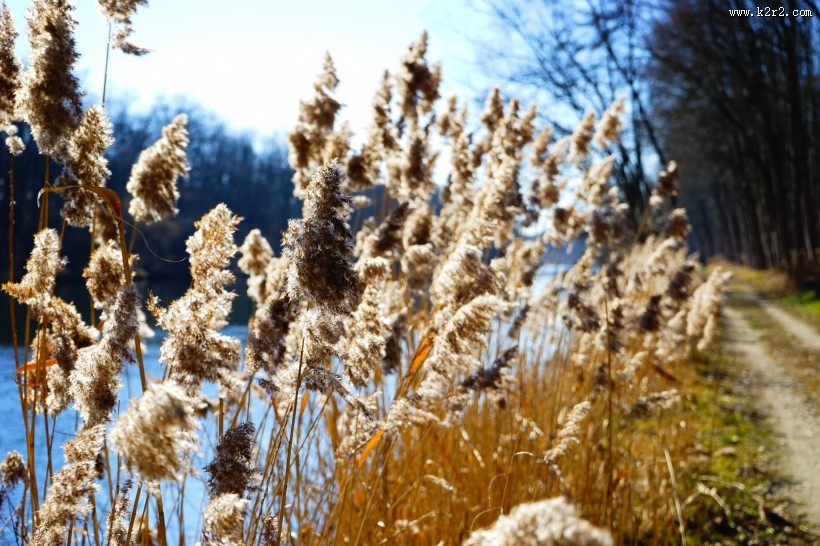漂亮的芦苇丛图片