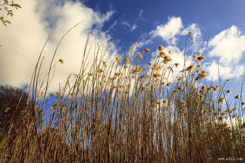 漂亮的芦苇丛图片