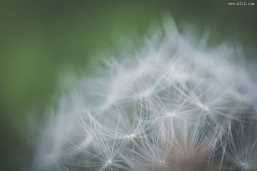 毛茸茸的蒲公英图片