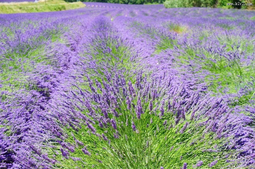 薰衣草园图片