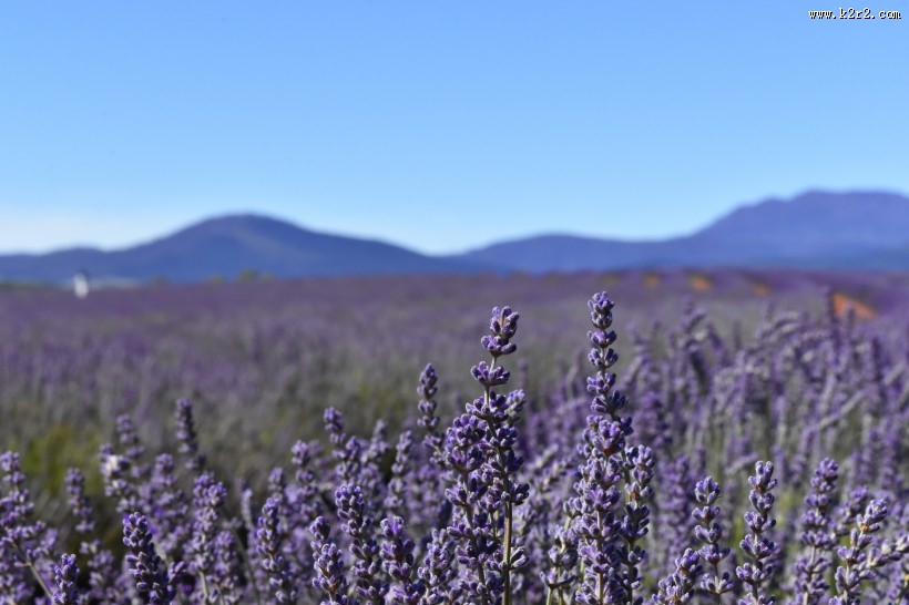 薰衣草园图片
