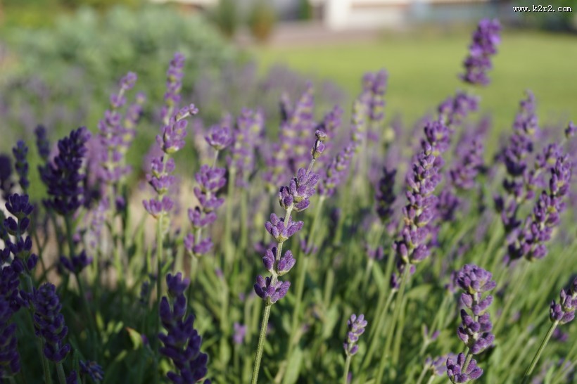 薰衣草园图片