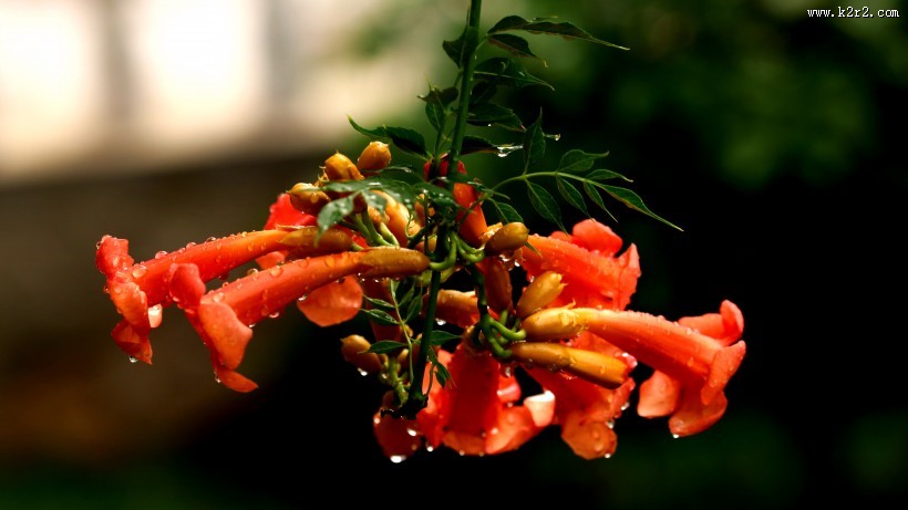 清新唯美的凌霄花图片