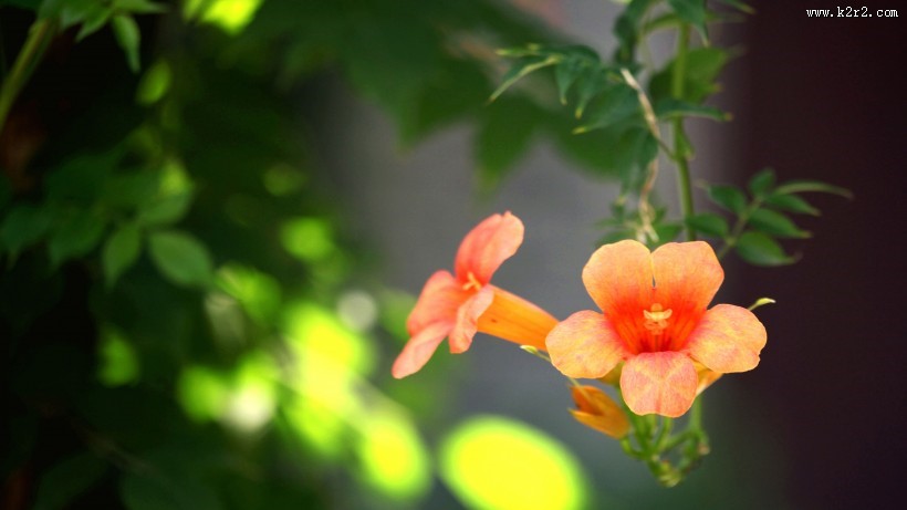 清新唯美的凌霄花图片