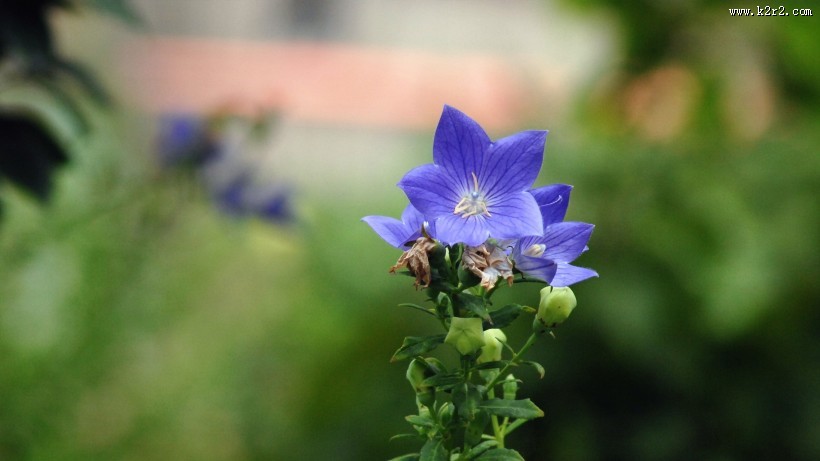 蓝紫色的桔梗花图片大全