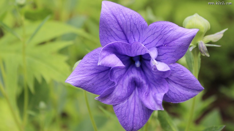 蓝紫色的桔梗花图片大全