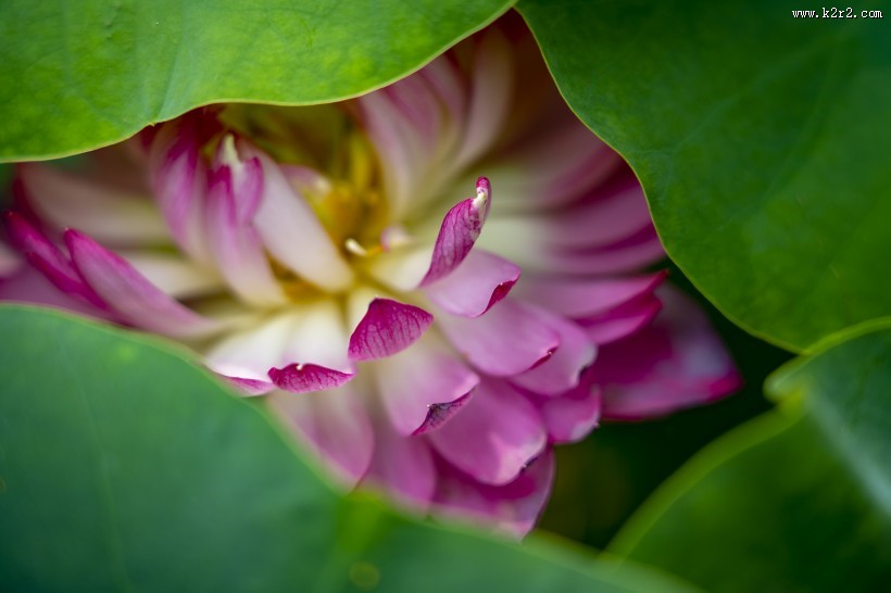 漂亮的荷花图片
