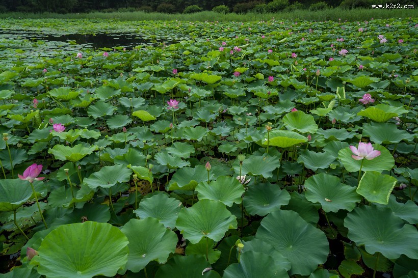 漂亮的荷花图片