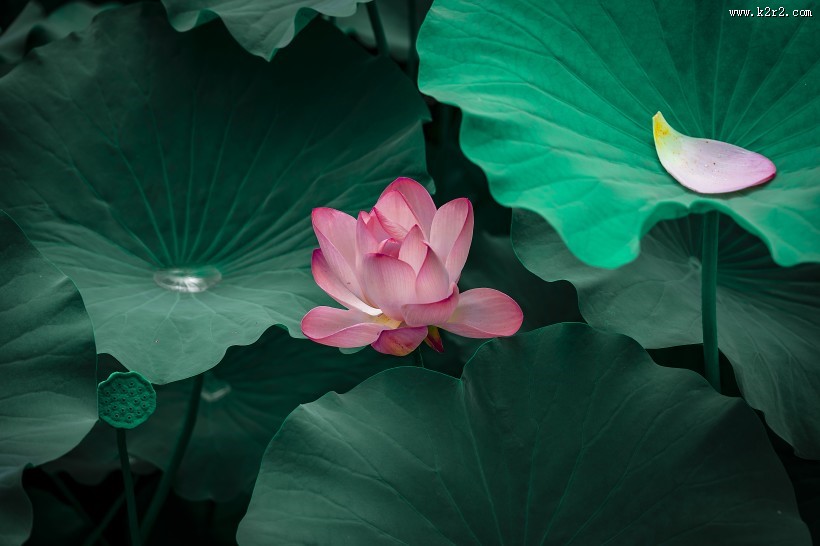 漂亮的荷花图片