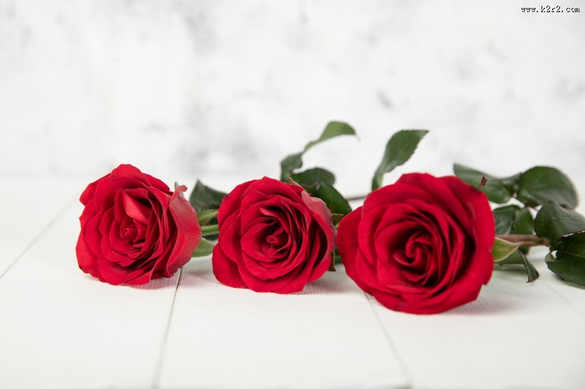 红色的玫瑰花图片