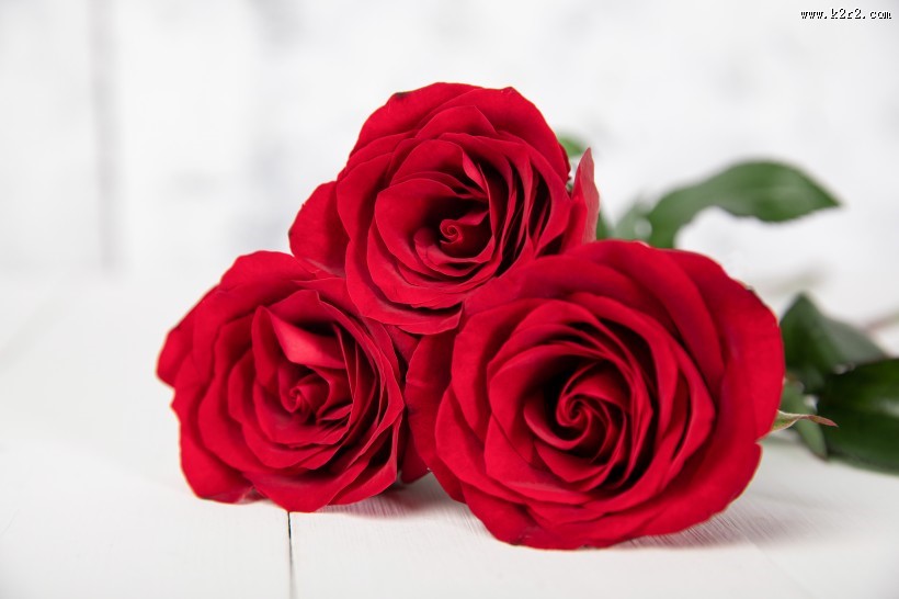 红色的玫瑰花图片