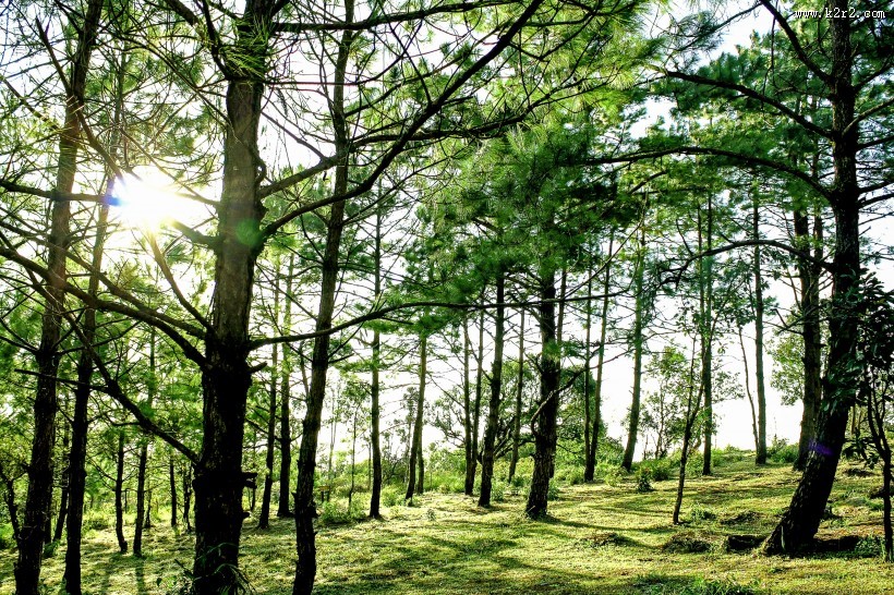 绿油油的树图片大全