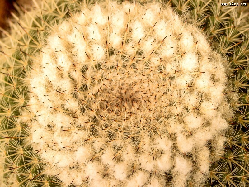 毛绒绒的仙人球图片