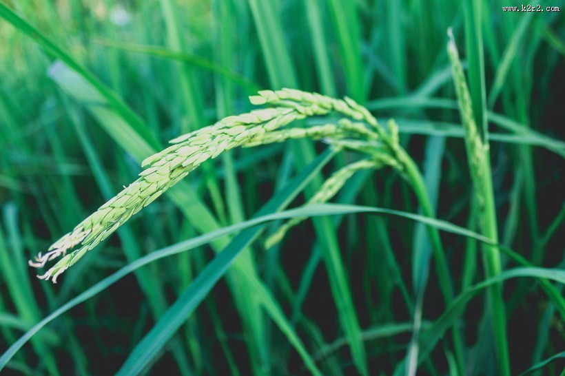 绿油油的水稻图片