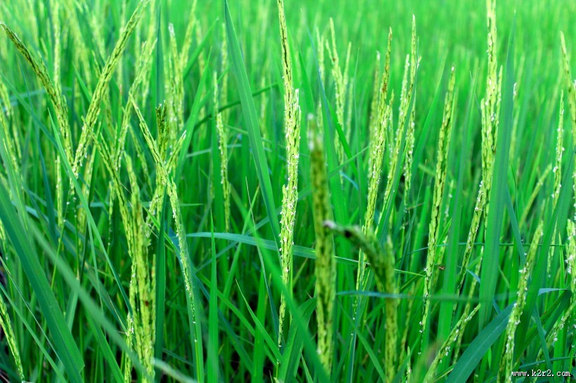 绿油油的水稻图片