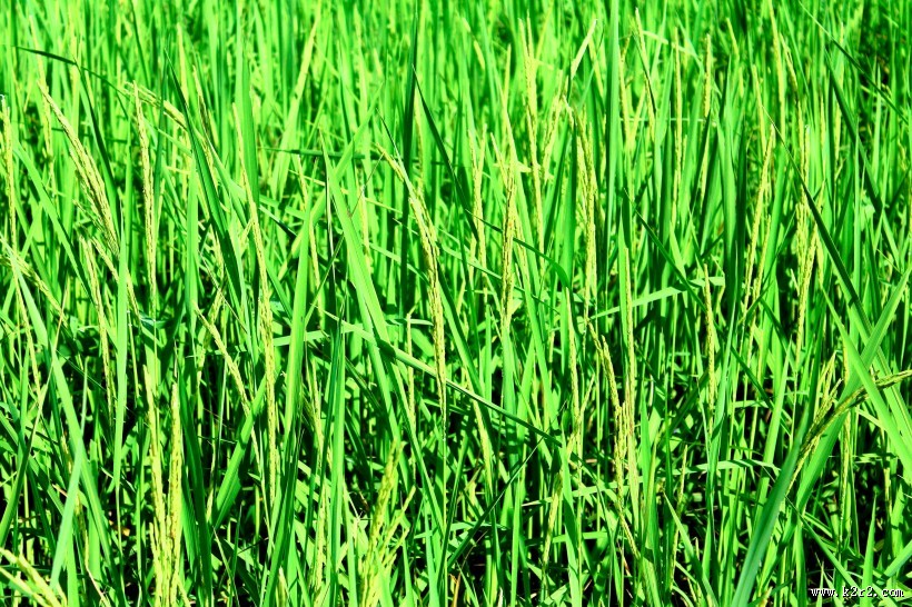 绿油油的水稻图片