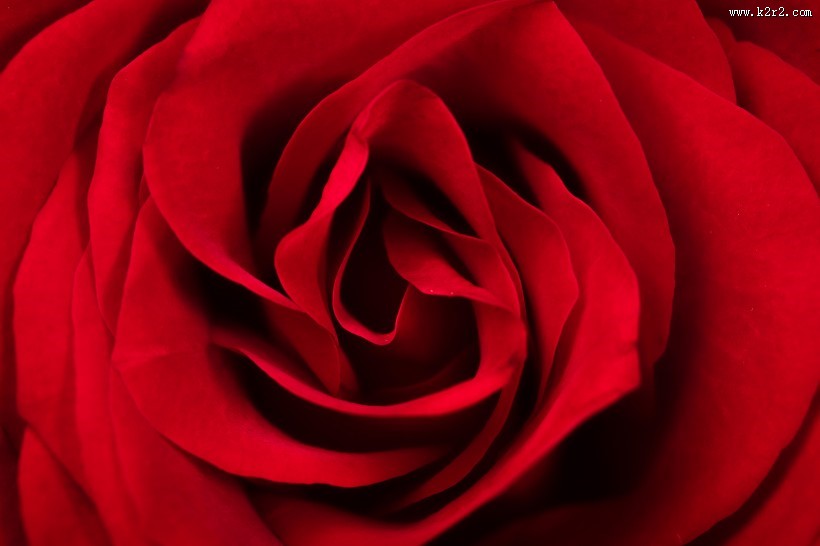 红色玫瑰花图片