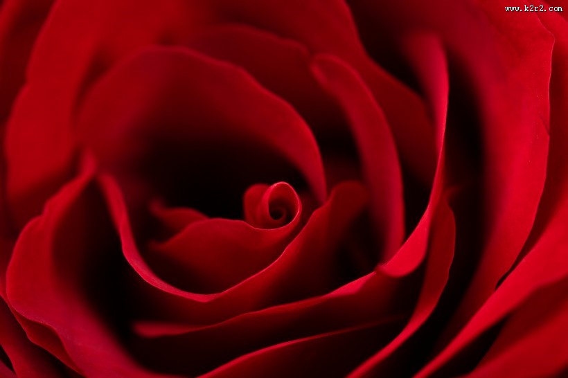 红色玫瑰花图片