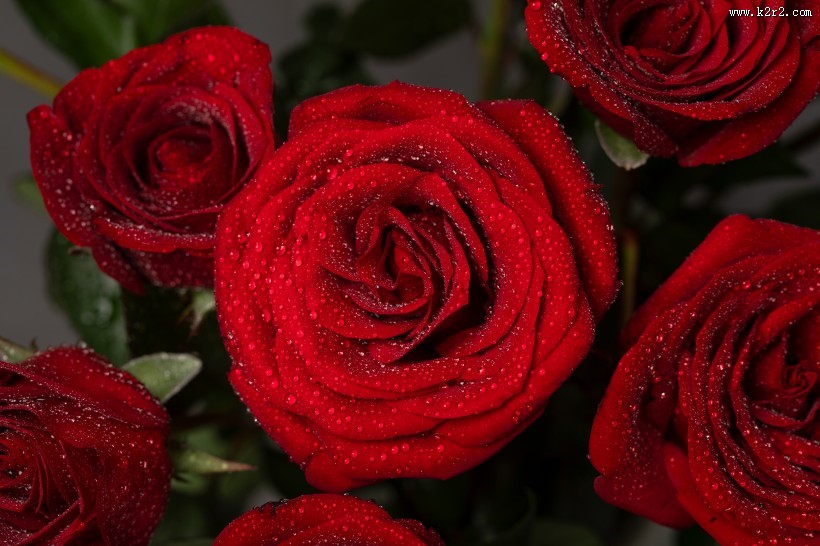 红色玫瑰花图片