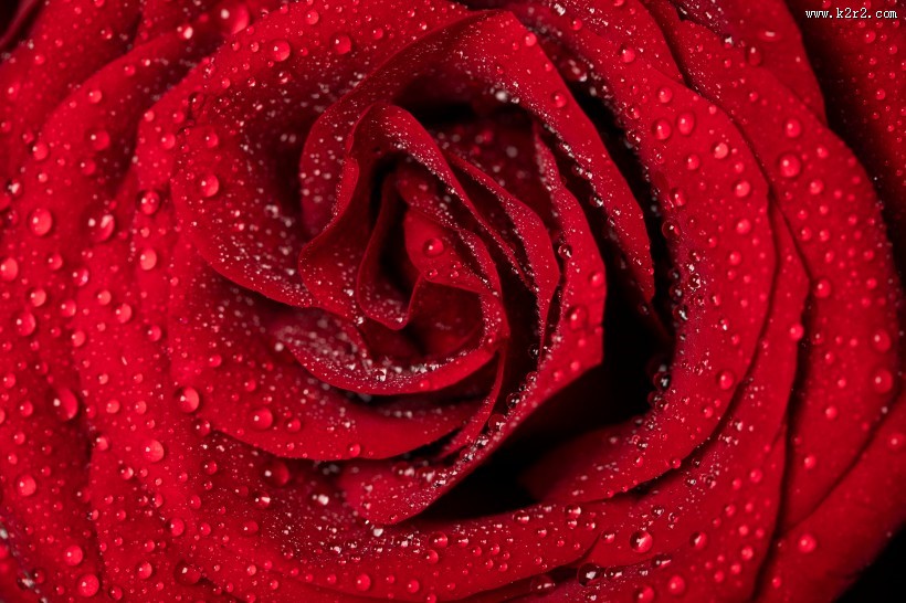 红色玫瑰花图片