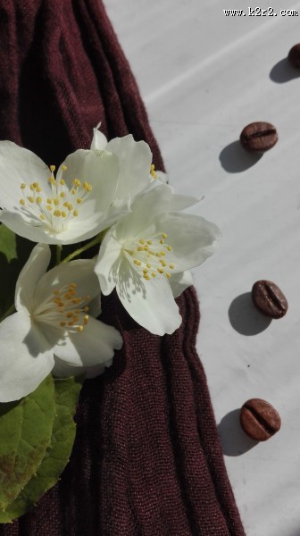 清新淡雅的茉莉花图片大全