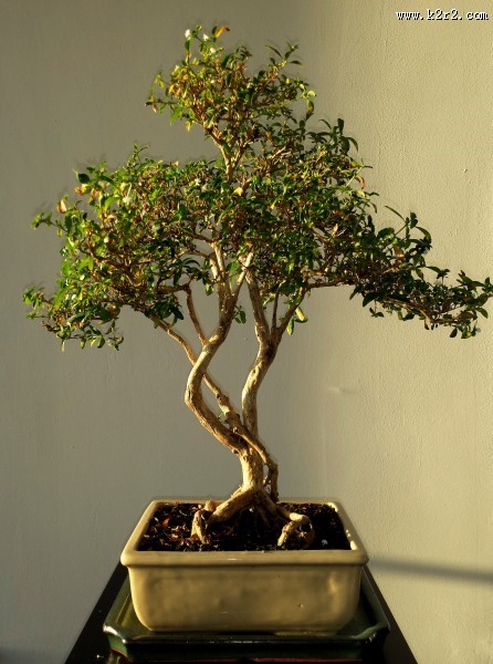 枝展叶舒的盆景图片大全