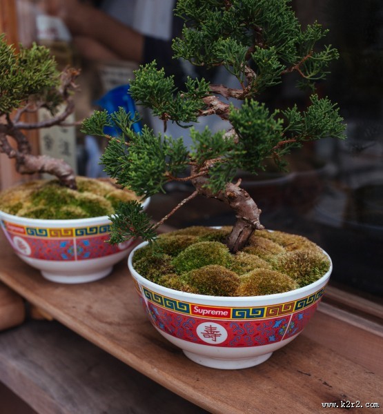 枝展叶舒的盆景图片大全