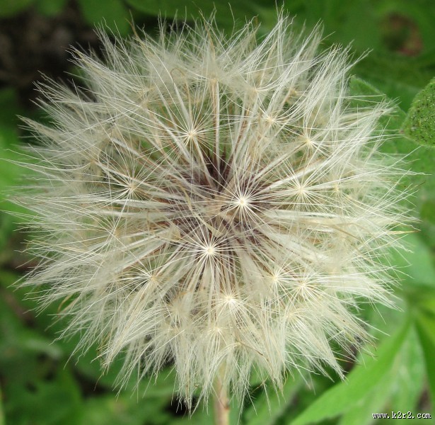 轻盈柔软的蒲公英图片大全