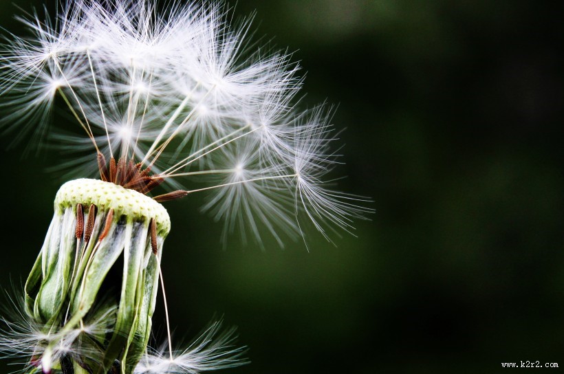 轻盈柔软的蒲公英图片大全