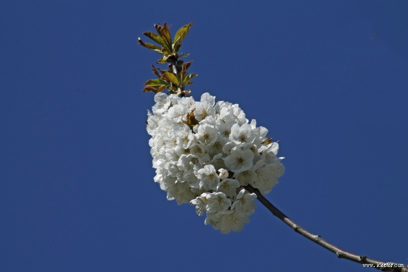 香气扑鼻的白梅花图片