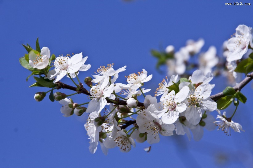 香气扑鼻的白梅花图片