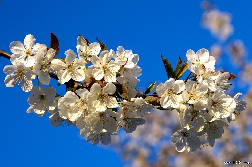 香气扑鼻的白梅花图片