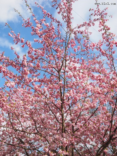 绽放的粉色樱花图片大全