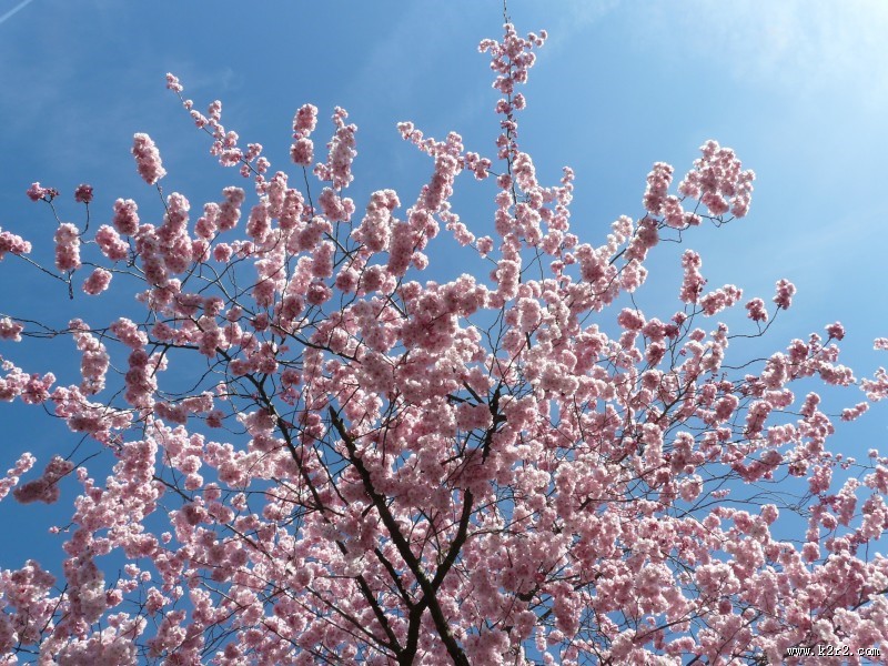 绽放的粉色樱花图片大全