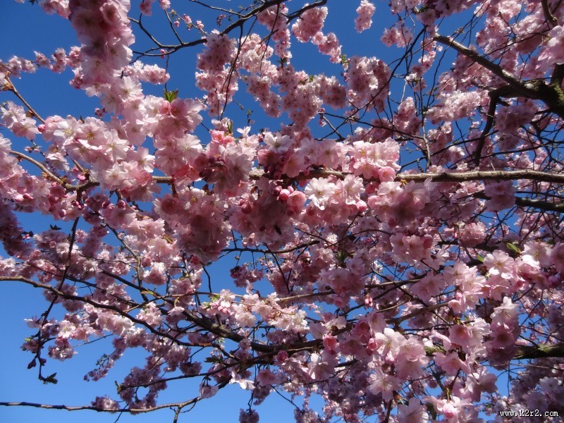 绽放的粉色樱花图片大全