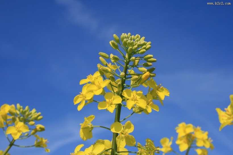 金黄色的油菜花图片大全
