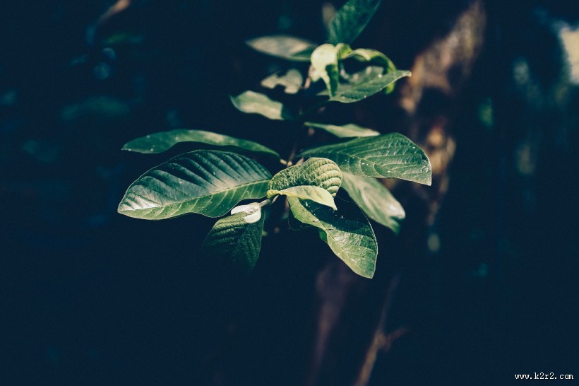 深色的绿叶图片大全