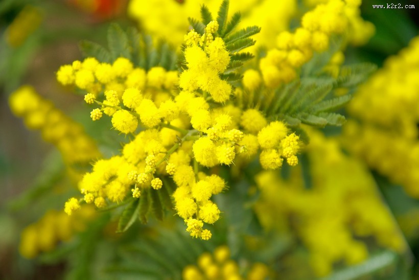 含羞草图片 知羞草图片