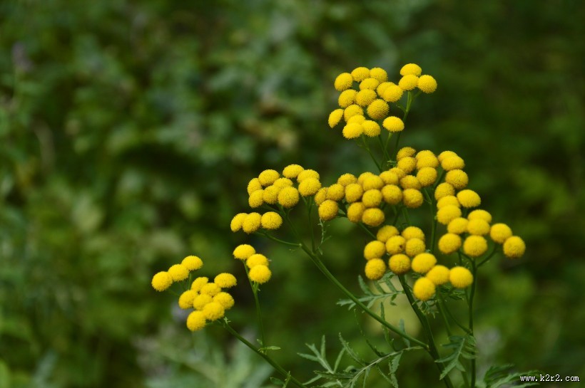 含羞草图片 知羞草图片