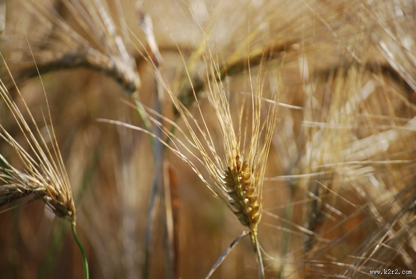 饱满的麦穗图片