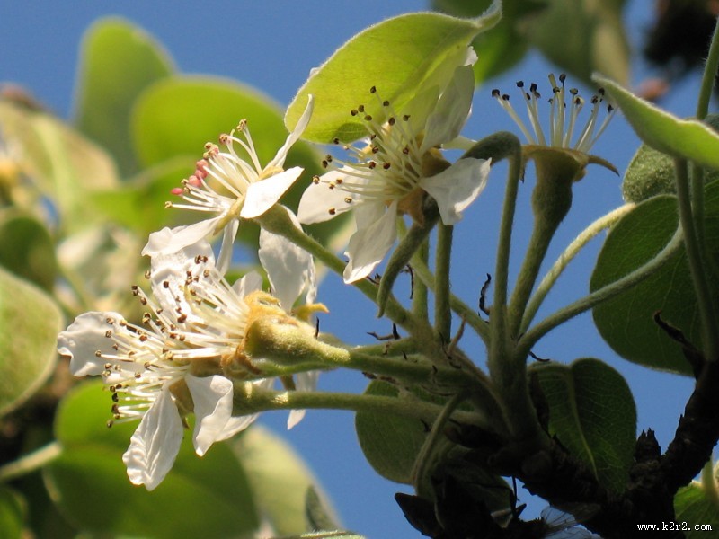 洁白的梨花图片大全