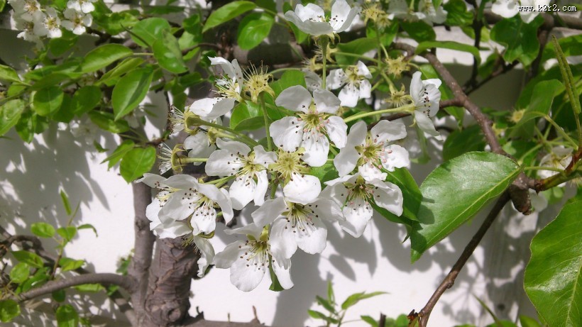 洁白的梨花图片大全