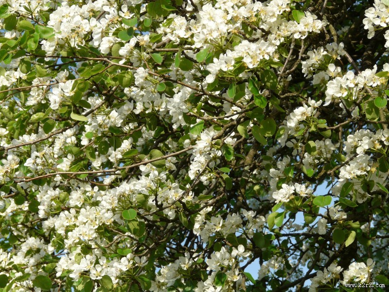 洁白的梨花图片大全