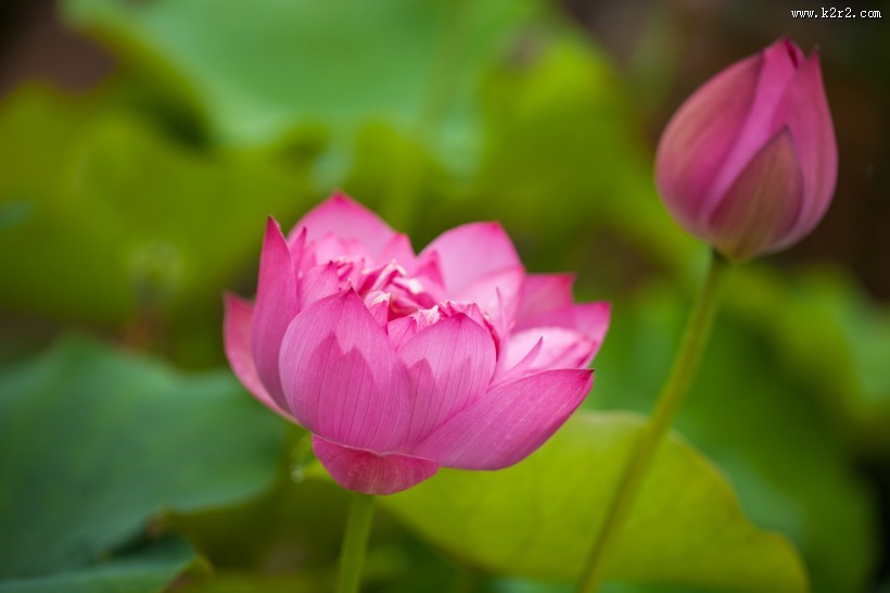 怒放盛开的荷花图片大全