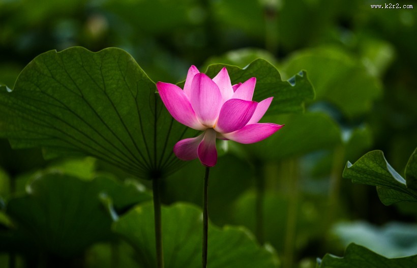 怒放盛开的荷花图片大全